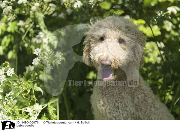 Labradoodle / HBO-06076