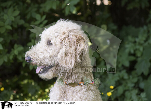 Labradoodle / HBO-06079