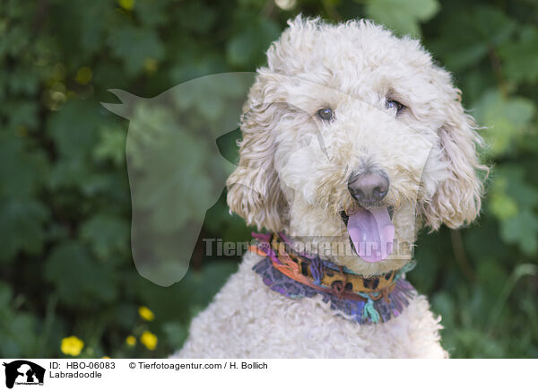 Labradoodle / HBO-06083