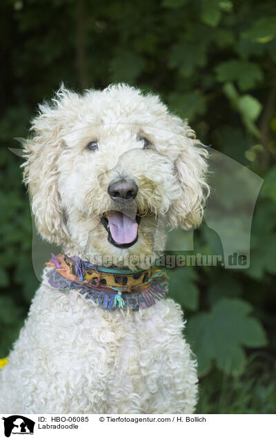 Labradoodle / HBO-06085