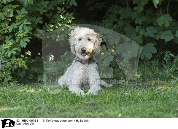 Labradoodle / HBO-06088