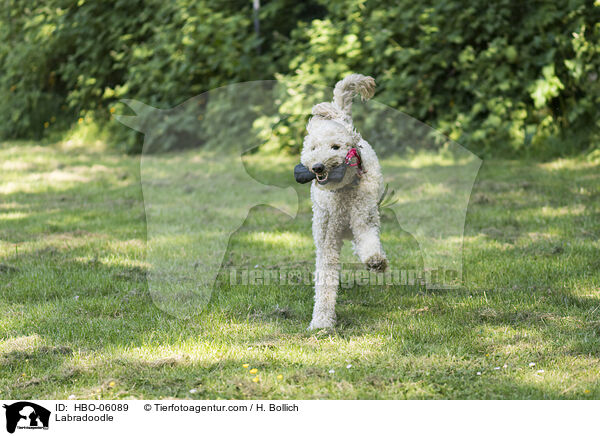 Labradoodle / HBO-06089