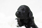 black Labradoodle Puppy