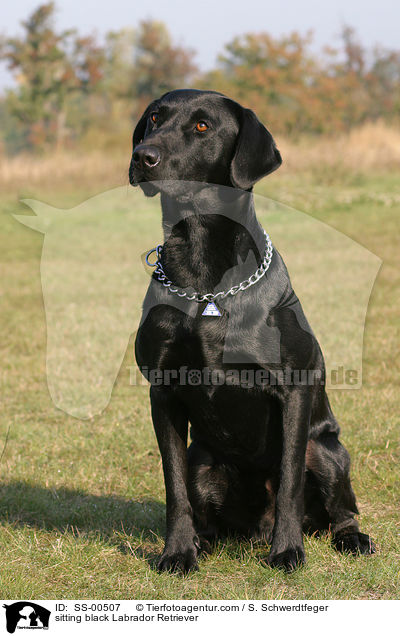 sitzender schwarzer Labrador Retriever / sitting black Labrador Retriever / SS-00507