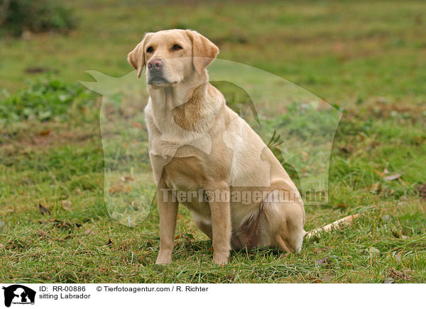 sitzender / sitting Labrador / RR-00886