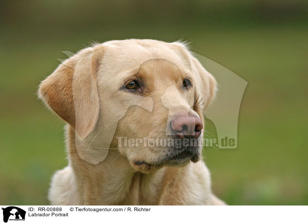 Labrador Portrait / Labrador Portrait / RR-00888