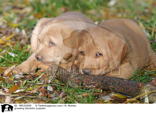 knabbernde Labrador Welpen / gnawing labrador puppies / RR-00959