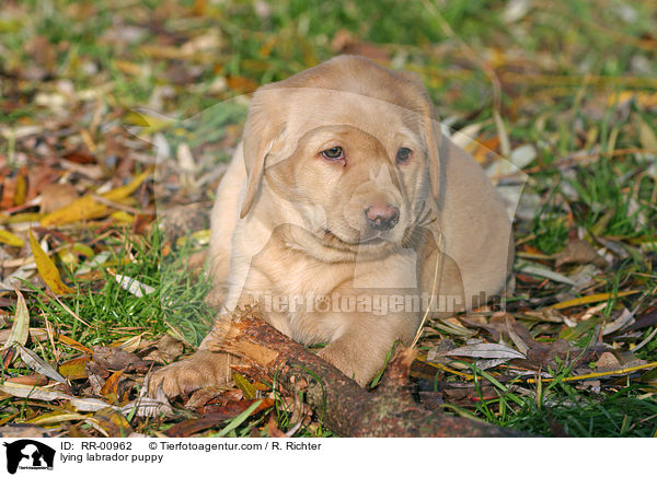 liegender Labrador Welpe / lying labrador puppy / RR-00962