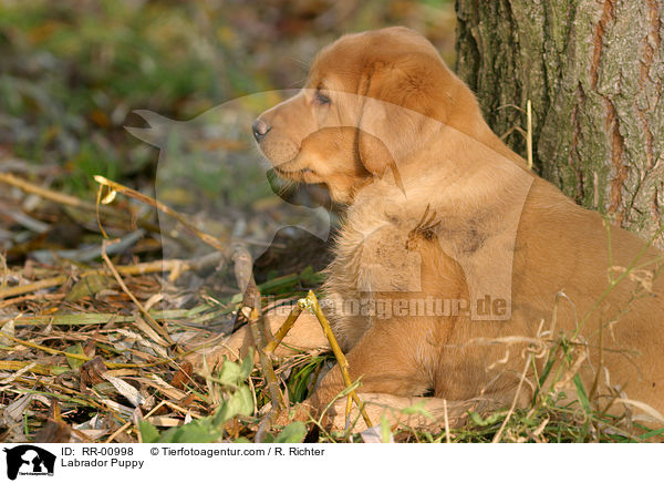 Labrador Welpe / Labrador Puppy / RR-00998