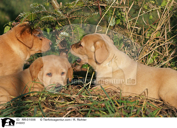 Labrador Welpe / puppy / RR-01006