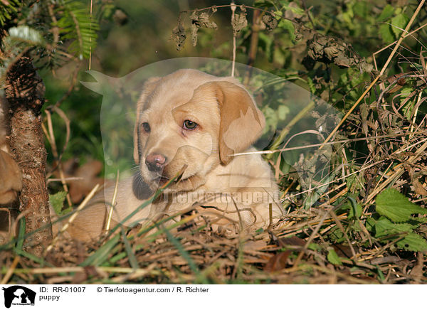Labrador Welpe / puppy / RR-01007