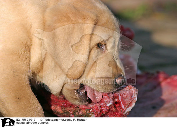 eating labrador puppies / RR-01017