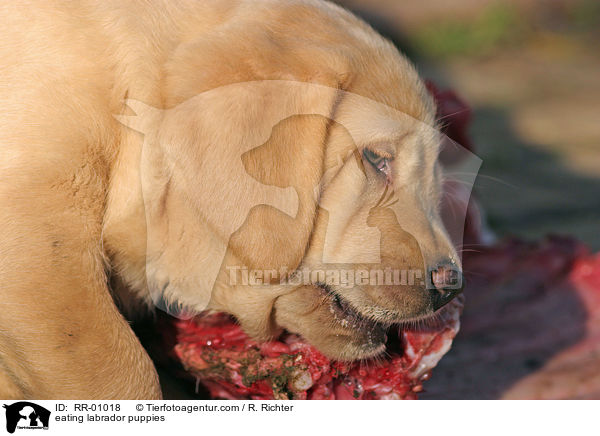 eating labrador puppies / RR-01018