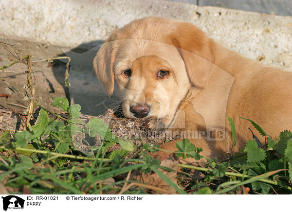 Labrador Welpe / puppy / RR-01021