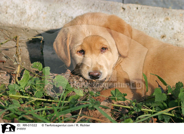 Labrador Welpe / puppy / RR-01022