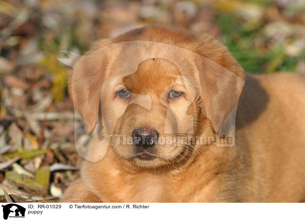 Labrador Welpe / puppy / RR-01029