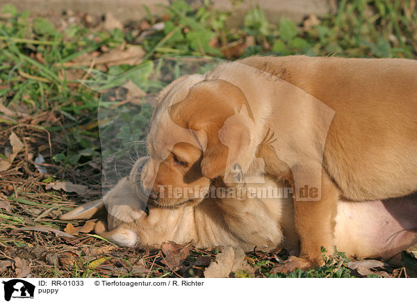 Labrador Welpe / puppy / RR-01033