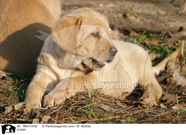 Labrador Welpe / puppy / RR-01035