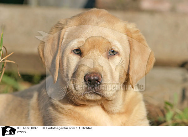 Labrador Welpe / puppy / RR-01037
