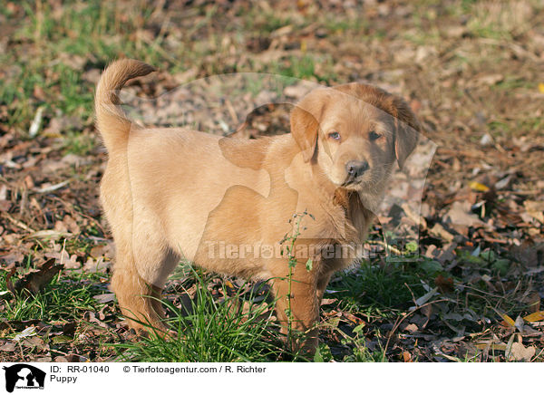 Labrador Welpe / Puppy / RR-01040