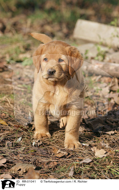 Labrador Welpe / Puppy / RR-01041