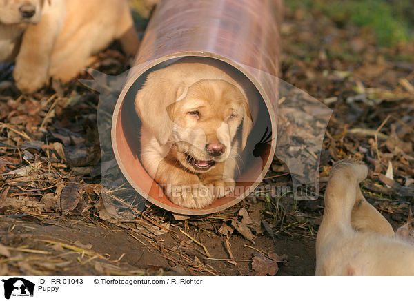 Labrador Welpe / Puppy / RR-01043