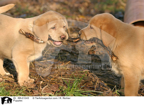 Labrador Welpen / Puppies / RR-01045
