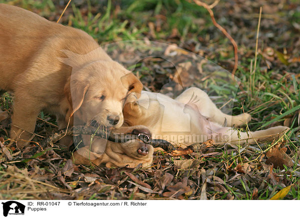 Labrador Welpen / Puppies / RR-01047