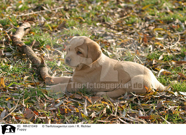 Labrador Welpe / Puppy / RR-01049