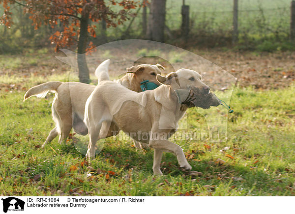 Labrador mit Dummy / Labrador retrieves Dummy / RR-01064