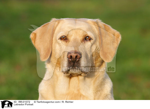 Labrador Portrait / Labrador Portrait / RR-01072