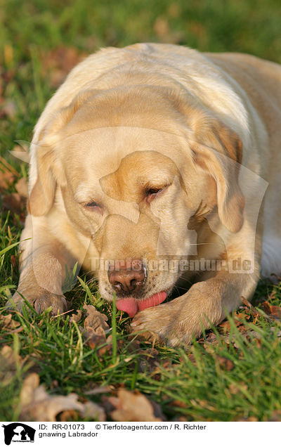 knabbernder / gnawing Labrador / RR-01073
