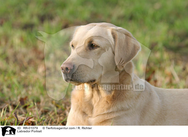 Labrador Portrait / Labrador Portrait / RR-01079