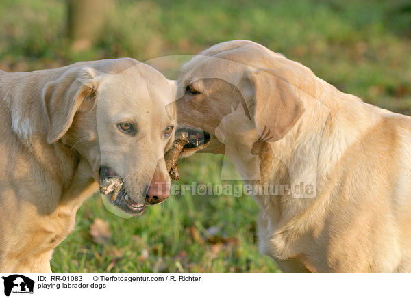 spielende Labradorhunde / playing labrador dogs / RR-01083