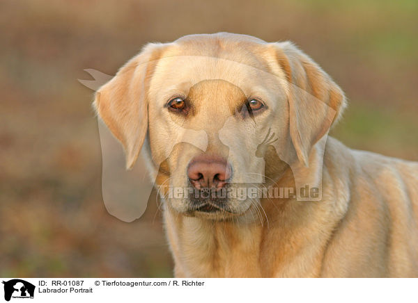 Labrador Portrait / Labrador Portrait / RR-01087