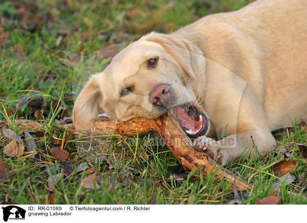 knabbernder / gnawing Labrador / RR-01089