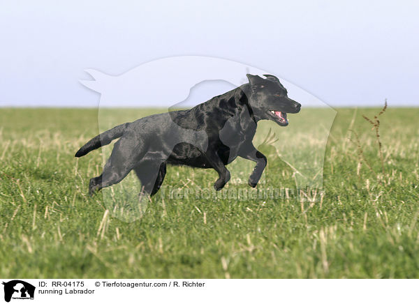 running Labrador / RR-04175