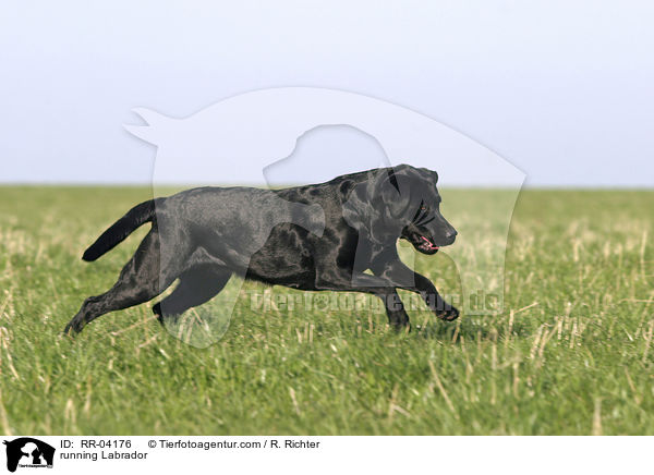 running Labrador / RR-04176
