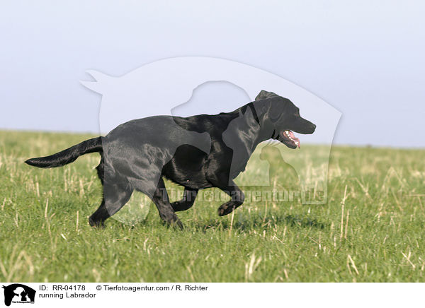 running Labrador / RR-04178