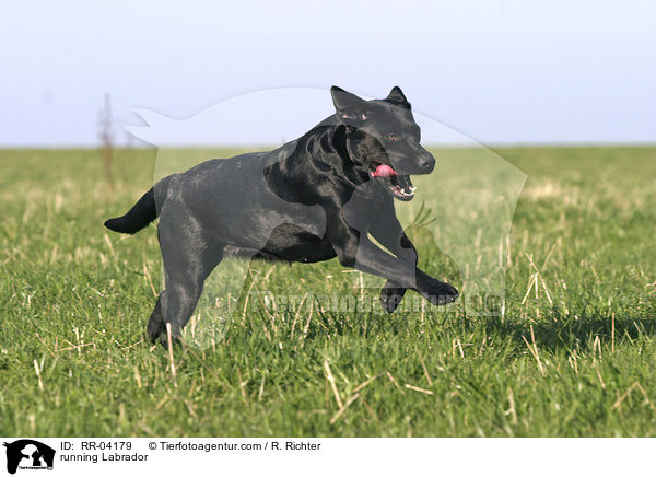 running Labrador / RR-04179