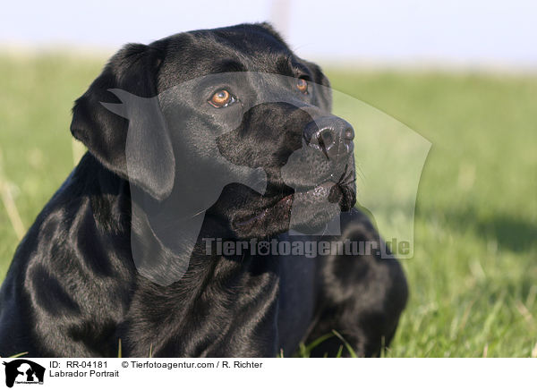 Labrador Portrait / RR-04181