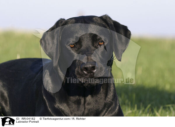 Labrador Portrait / RR-04182