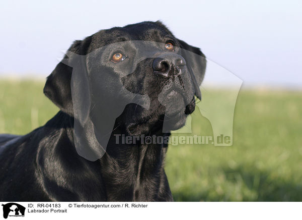 Labrador Portrait / RR-04183
