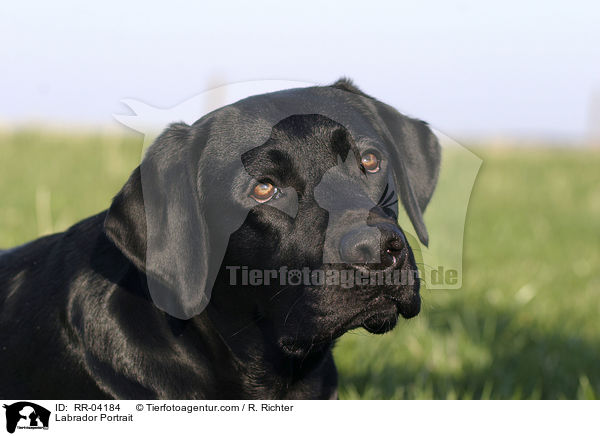 Labrador Portrait / RR-04184