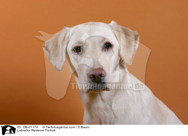 Labrador Retriever Portrait / DB-01174