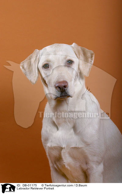 Labrador Retriever Portrait / DB-01175