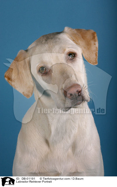 Labrador Retriever Portrait / DB-01191