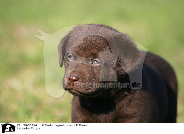 Labrador Puppy / DB-01194