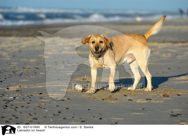 Labrador on beach / SST-01990