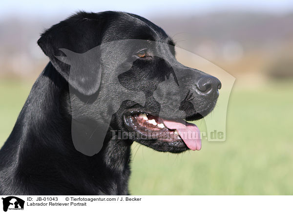 Labrador Retriever Portrait / JB-01043